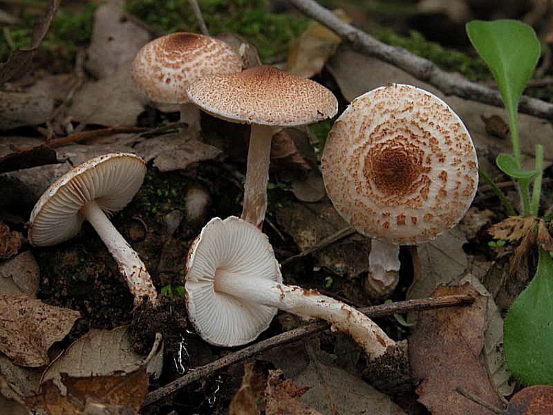 ancora Lepiota (cfr. Lepiota subincarnata)